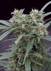 Gimli Auto - Big Monster Seeds