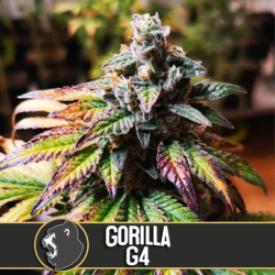 Gorilla G4 - BlimBurn