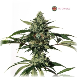 Hiydrow (HY-1) - Medical Marijuana Genetics