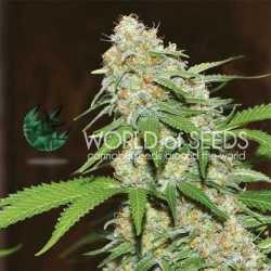 Mazar x White Rhino - World of Seeds