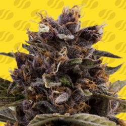 Black Dog Auto - Original Sensible Seeds