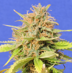 Girl Scout Cookies Auto - Original Sensible Seeds