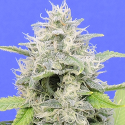 Zkittzy Gorilla - Original Sensible Seeds