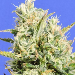 CBD Lemon Aid - Original Sensible Seeds