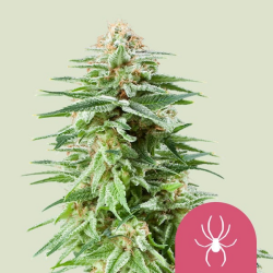 White Widow - Royal Queen Seeds