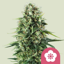 Power Flower - Royal Queen Seeds