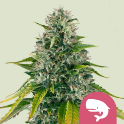 Royal Moby - Royal Queen Seeds