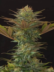 NL#5 x Afghan Reg. - Mr. Nice seeds