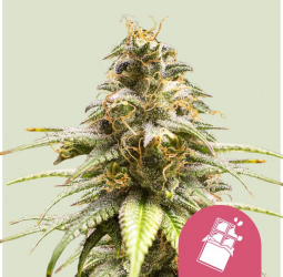 Chocolate Haze - Royal Queen Seeds