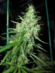 Pink Floyd (CM x Hz (AC) Reg. - Mr. Nice seeds