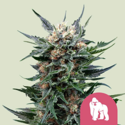 Royal Gorilla - Royal Queen Seeds