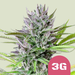 Triple G - Royal Queen Seeds