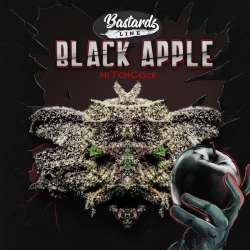 Black Apple Hitchcock Special Pack - T.H. Seeds