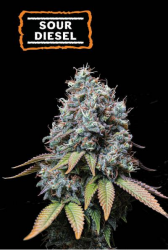 Sour Diesel - Seedstockers