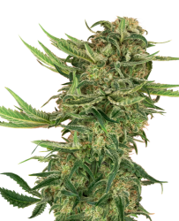 N13 Kush - Sensi Seeds