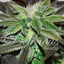 Sugar Candy - Delicious Seeds