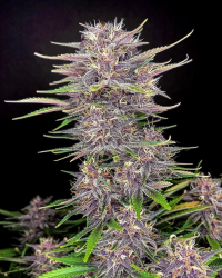 Banana Purple Punch Auto - FastBuds Seeds