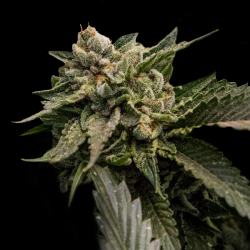 Strawberry Sorbet - DNA Genetics