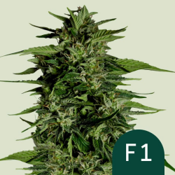 Hyperion F1 - Royal Queen Seeds