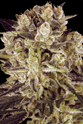 Durga Mata ll CBD - Paradise Seeds