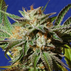 Gorilla Cookies - Original Sensible seeds