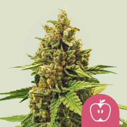 Apple Fritter - Royal Queen Seeds