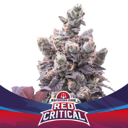 Red Critical Auto - BSF Seeds