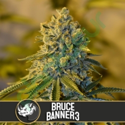 Bruce Banner #3 - BlimBurn Seeds