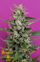 Strawberry Cream - Breaking Buds Seeds