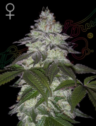 Milky Dreams - GreenHouse Seeds