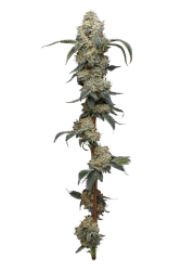 Farmers Daughter - Humboldt Seeds Company