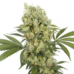 Medikit CBD - Buddha Seeds