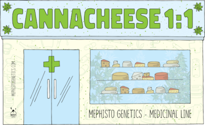 Canna-Cheese CBD 1:1 Auto - Mephisto Genetics