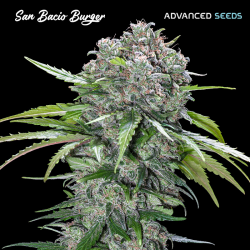 San Bacio Burger - Advanced Seeds