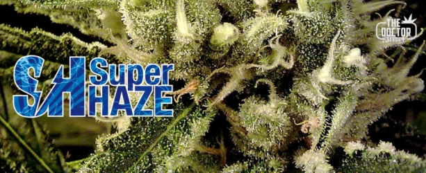 Super Haze - The Doctor Seeds