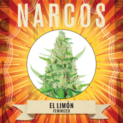 El Limón - Narcos Seeds