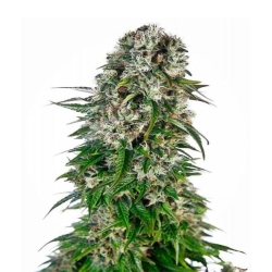 Big Bud Autoflower - Seeds Genetics