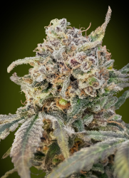 Auto Somango Glue - Advanced Seeds