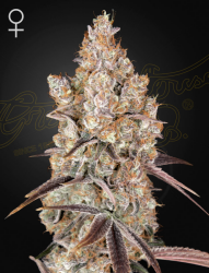 Holy Snow - Green House Seeds