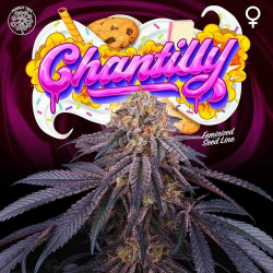 Chantilly - Perfect Tree Seeds