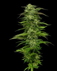 Dream Queen Auto - Humboldt Seeds Company