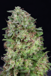 Don White Widow - Don Aavalanche Seeds