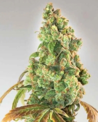 Nurse Lilly CBD - Expert Seeds