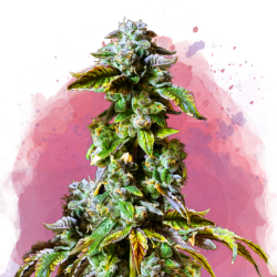 Durban Poison Reg. - Nirvana Seeds