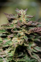 Dosidos FAST - Atlas Seeds