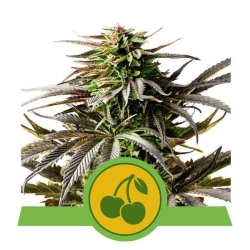 Cherry Pie Auto - Royal Queen Seeds