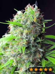 Killer Kush F1 Early - PowerStrains