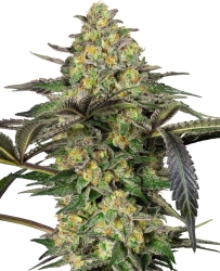 Grapevine Candy - Sensi Seeds