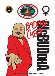 Badazz Cheese - Big Buddha Seeds