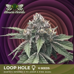 Loop Hole - Mosca Seeds